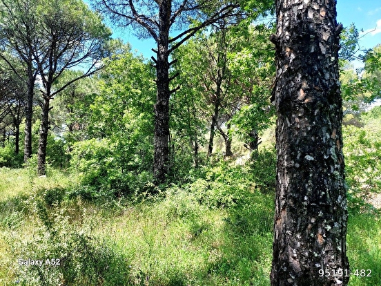 BERGAMA KOZAK YAYLASI KIRANLI MAH DE 1580 M2 BAĞ - İZMİR BERGAMA fotoğraf 7