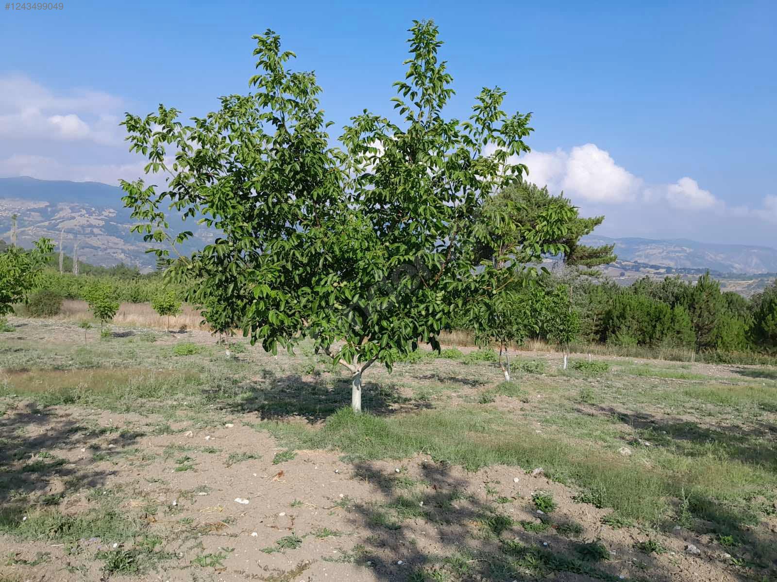 BURSA KELEŞ BELENÖREN'DE 5.270  M² BAHÇE SATILIKTIR - BURSA KELES fotoğraf 34