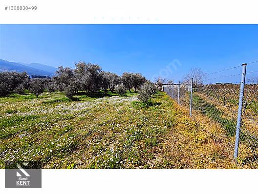 Kemalpaşa Ören Satılık Zeytinlik 1.230 m2 - İZMİR KEMALPAŞA fotoğraf 34