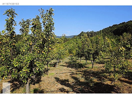 ÇANAKKALE BAYRAMİÇ BEŞİK KÖYÜ 6.900 m2 MEYVA BAHÇESİ 96 m2 EV - ÇANAKKALE BAYRAMİÇ fotoğraf 14