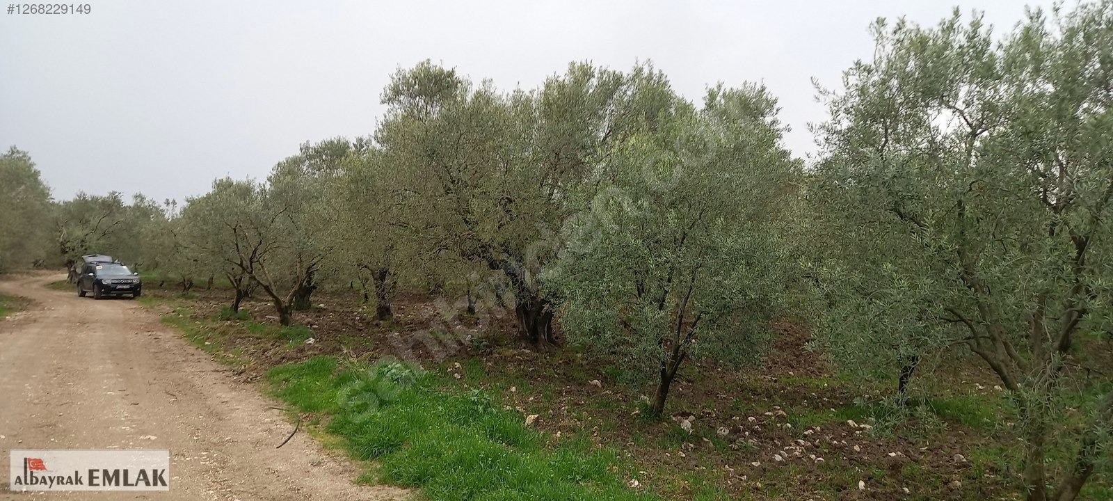 AKHİSAR SAKARKAYA DA ŞOK FİYAT SATILIK 3.850 M2 ZEYTİNLİK - MANİSA AKHİSAR fotoğraf 4
