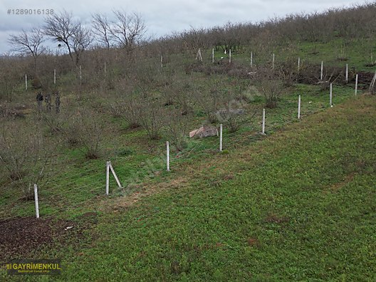 Ferizli Hocaoğlu'nda Satılık 2400 m² Fındık Bahçesi - SAKARYA FERİZLİ fotoğraf 23