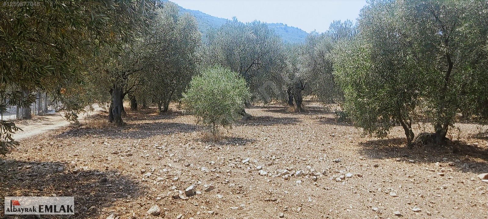 MANİSA SARUHANLI DA SATILIK 3.800 M2 BAKIMLI ZEYTİNLİK 1.280.000 - MANİSA SARUHANLI fotoğraf 11