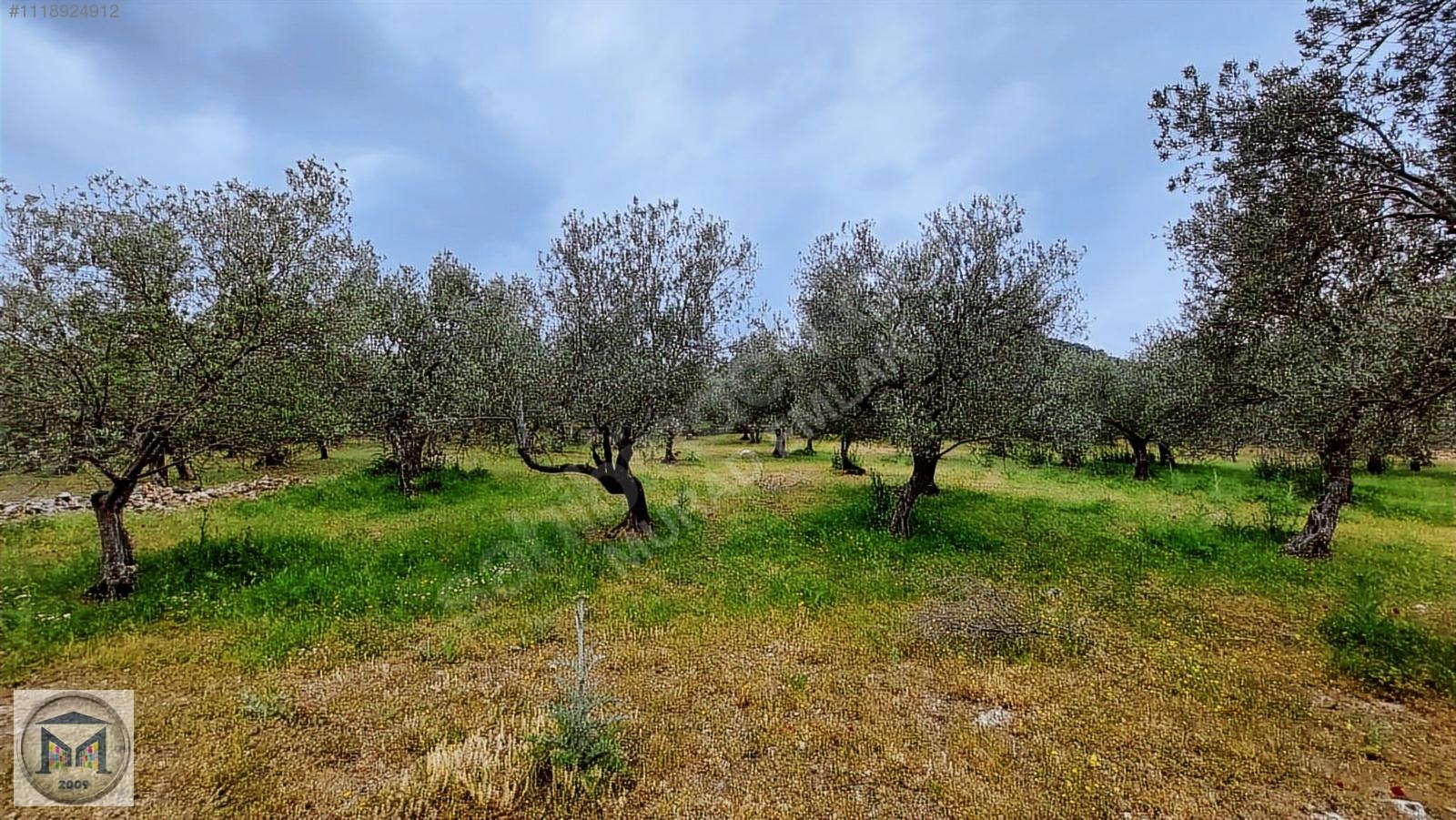 HAVRAN KÖYLÜCE'DE 2400 M2 SATILIK ZEYTİNLİK - BALIKESİR HAVRAN fotoğraf 2