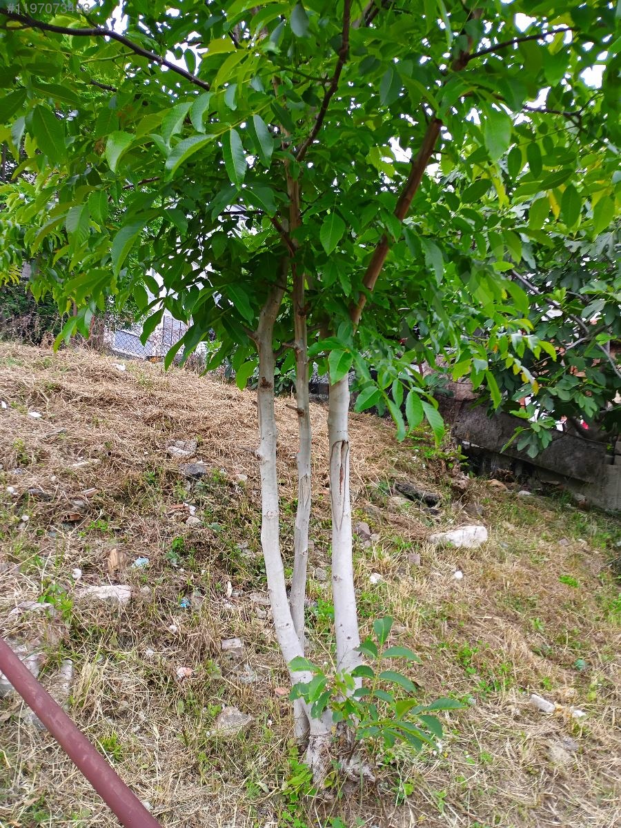 Beykoz İncirköyde 3 Kat Ticari+Konut İmarlı 120 m² Satılık Arsa - İSTANBUL BEYKOZ fotoğraf 11