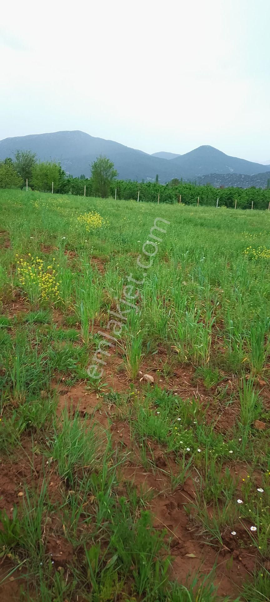 Burdur Ağlasun Hisarköy' De Kadastro Yolu Sulama Suyu Olan Satılık Tarla - BURDUR AĞLASUN fotoğraf 4