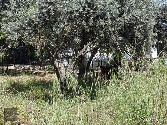 FETHİYE PATLANGICTA SATILIK TARLA 1850 m² KÖŞE PARSEL - MUĞLA FETHİYE fotoğraf 3