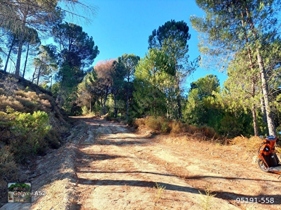 BERGAMA KOZAK YAYLASI YUKARIBEY MAH DE 5625 m2 FISTIKLIK - İZMİR BERGAMA fotoğraf 9