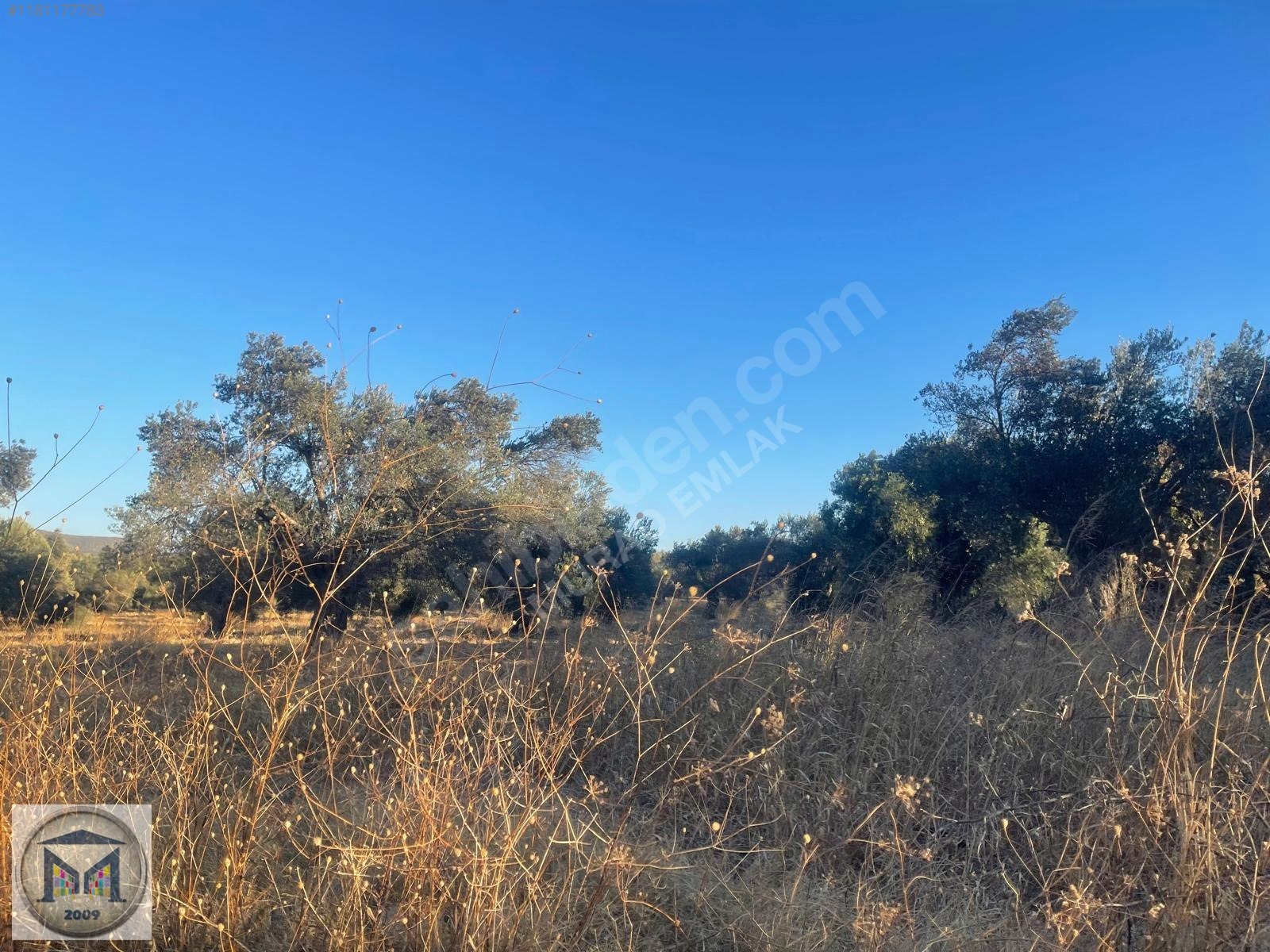 PELİTKÖY SAHİLDE İMARA 650 METRE SATILIK 6.500M2 ZEYTİNLİK - BALIKESİR BURHANİYE fotoğraf 18