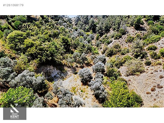 Kemalpaşa Yukarıkızılca Satılık 950 m2 Bahçe Tek Tapu - İZMİR KEMALPAŞA fotoğraf 8