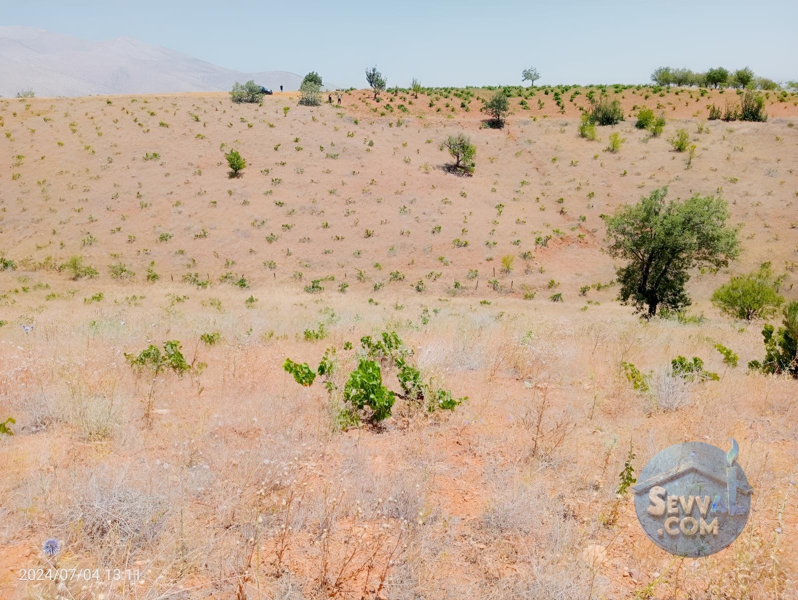 KARAMAN MERKEZ MURATDEDE KÖYÜNDE 5.746 M² ÜZÜM BAĞI SATILIKTIR - Karaman Merkez fotoğraf 6