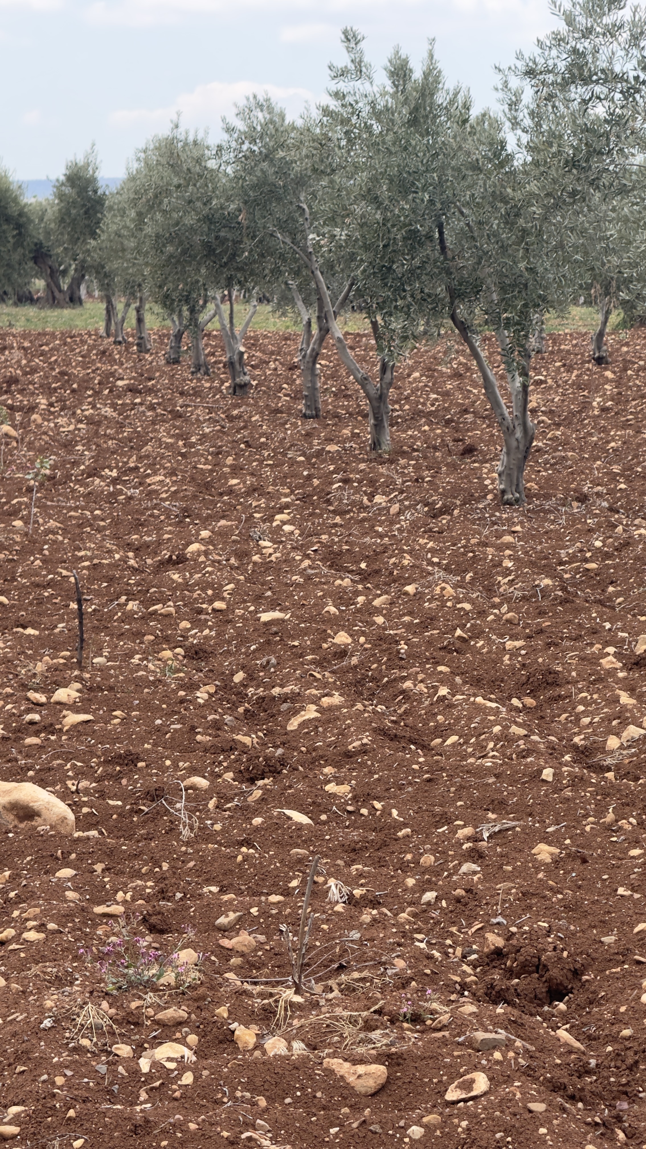 ÖZGÜRoğluEMLAK,tan SATILIK ZEYTİNLİK  - KİLİS MERKEZ fotoğraf 24