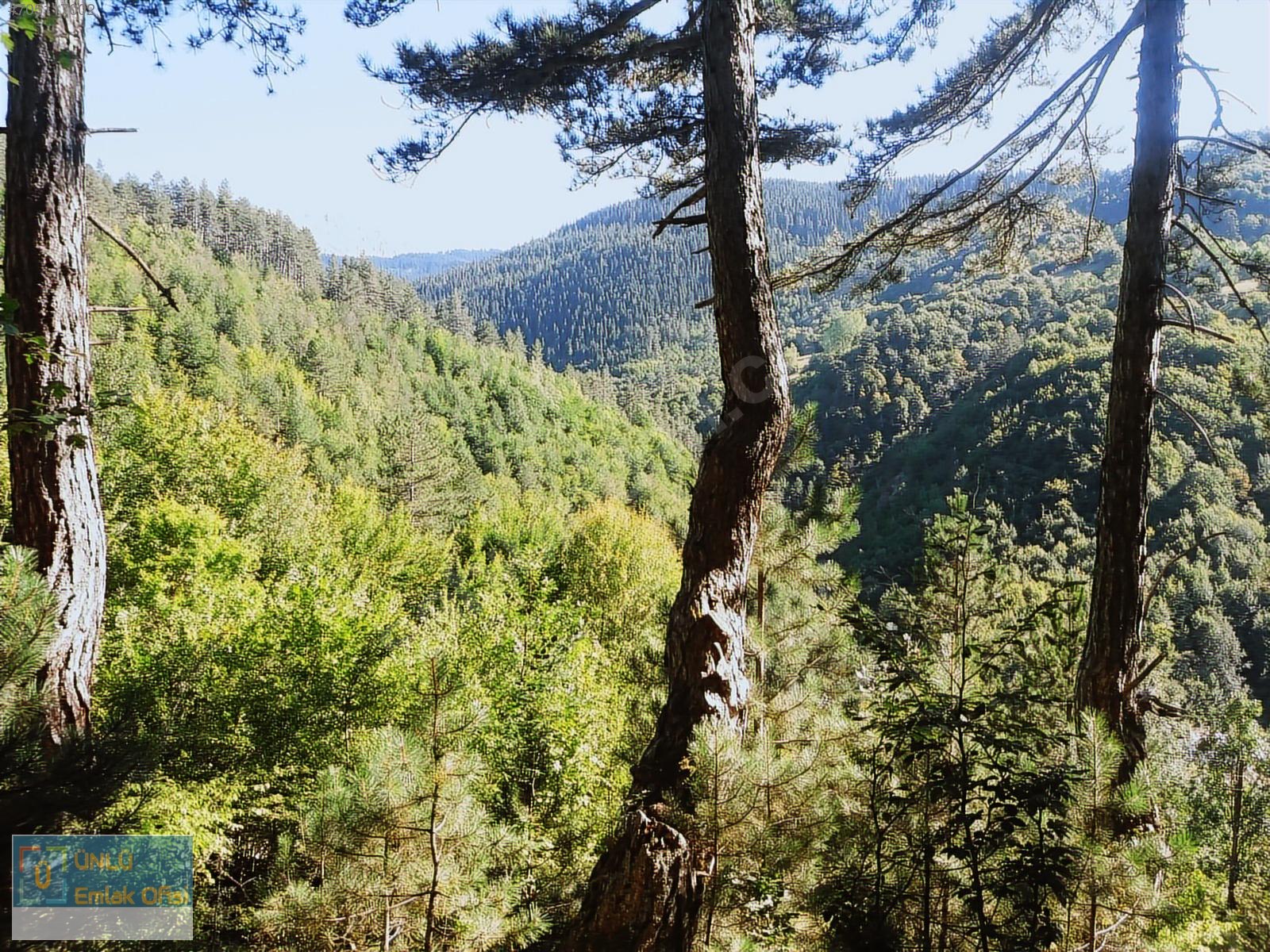 ÜNLÜ EMLAKTAN ILGAZ MANZARALI ORMAN İÇİNDE 50 DÖNÜM CAZİP ARAZİ - KASTAMONU MERKEZ fotoğraf 33