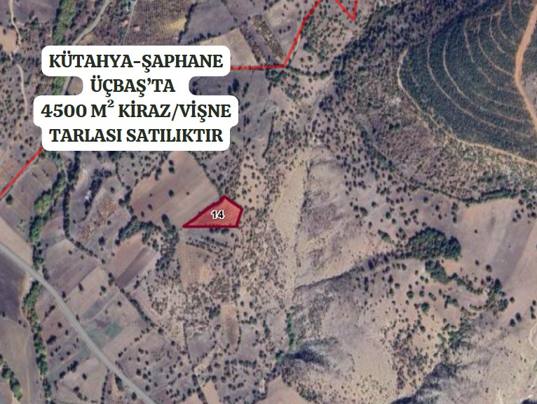 KÜTAHYA ŞAPHANE ÜÇBAŞ'DA 4.500M² KİRAZ/ VİŞNE TARLASI SATILIKTIR - KÜTAHYA ŞAPHANE fotoğraf 2