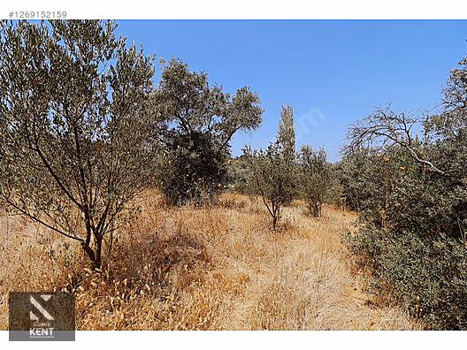 Kemalpaşa Aşağıkızılca Satılık 615 m2 Zeytinlik - İZMİR KEMALPAŞA fotoğraf 23