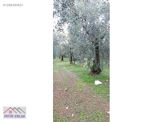 Fatih'ten Karsak ta 1245m2 yolu olan göl manzaralı zeytinlik - BURSA ORHANGAZİ fotoğraf 14