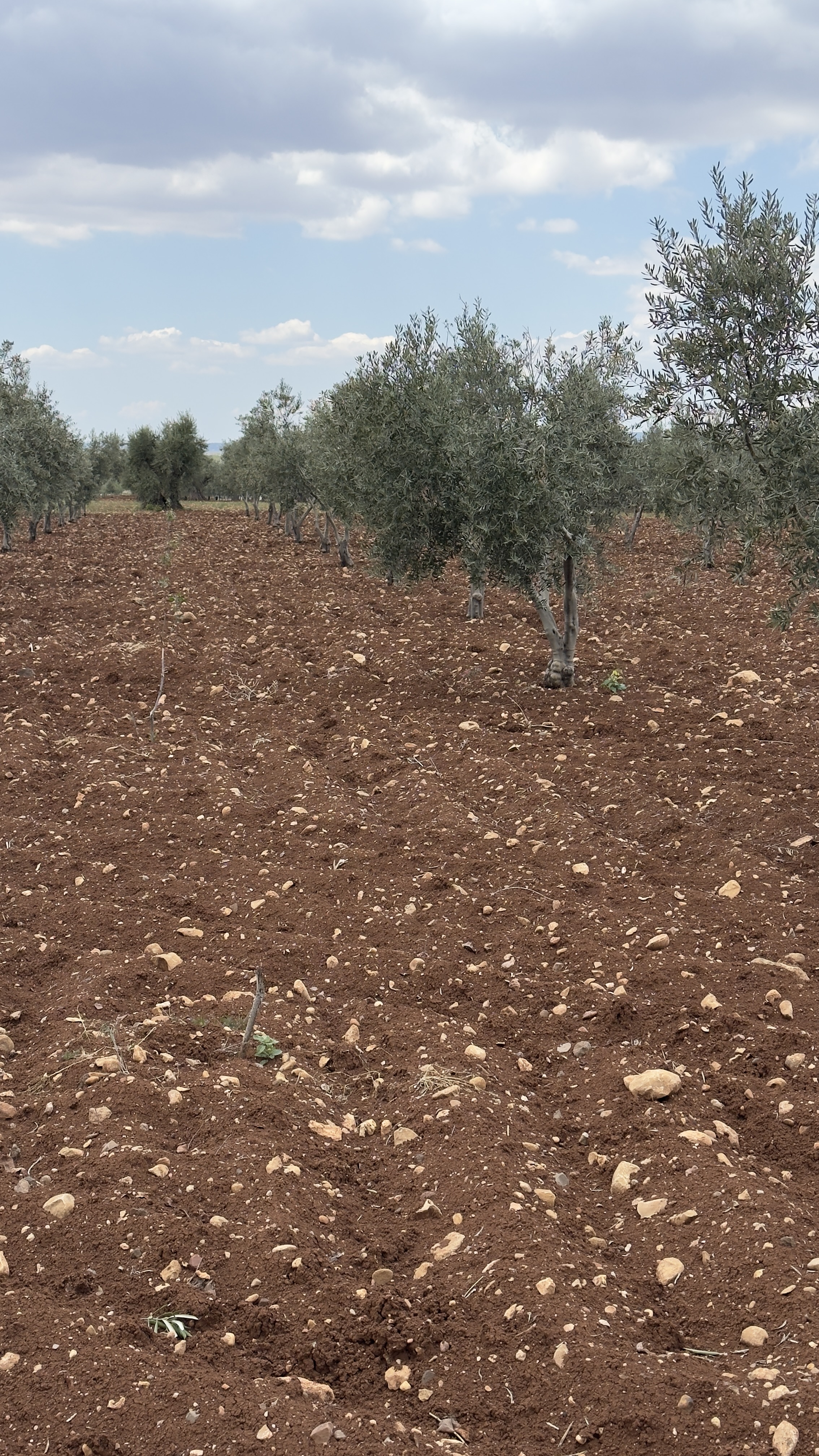 ÖZGÜRoğluEMLAK,tan SATILIK ZEYTİNLİK  - KİLİS MERKEZ fotoğraf 29