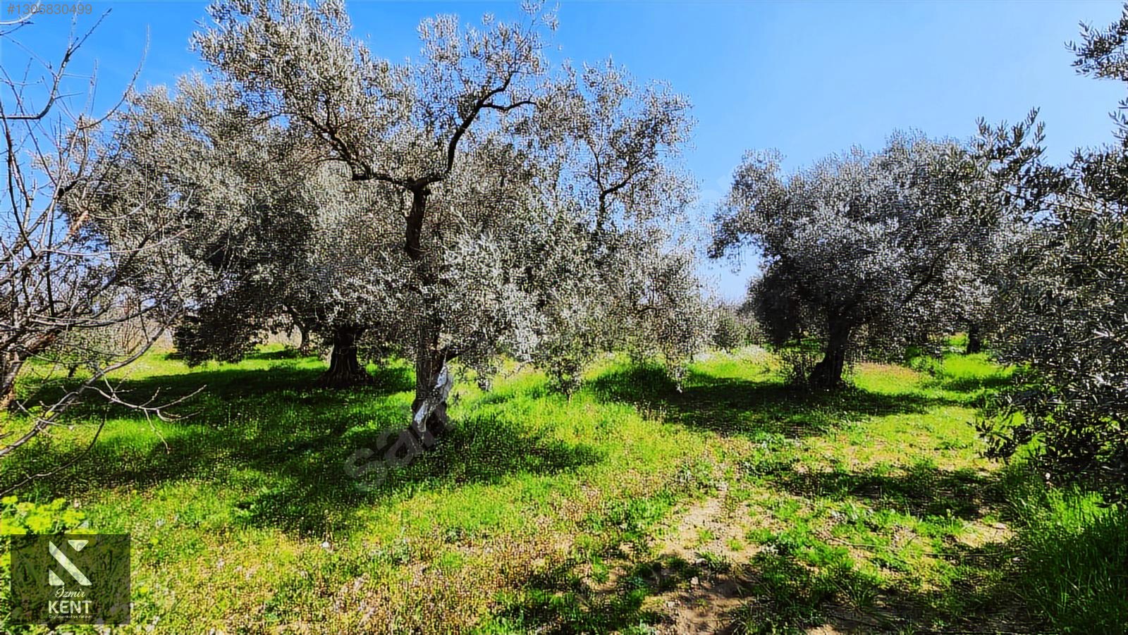 Kemalpaşa Ören Satılık Zeytinlik 1.230 m2 - İZMİR KEMALPAŞA fotoğraf 50