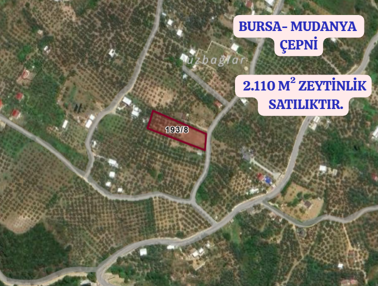 BURSA MUDANYA ÇEPNİ KÖYÜNDE 2.110 M² ZEYTİNLİK SATILIKTIR. - BURSA MUDANYA fotoğraf 2