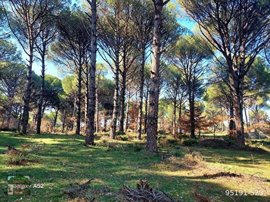 BERGAMA KOZAK YAYLASI YUKARIBEY KARAVELİLER MAH YOLUNDA 11920 m2 fıstıklık - İZMİR BERGAMA fotoğraf 4