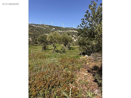 PANORAMİK MANZARALI YATIRIMLIK ZEYTİNLİK - HATAY YAYLADAĞI fotoğraf 38