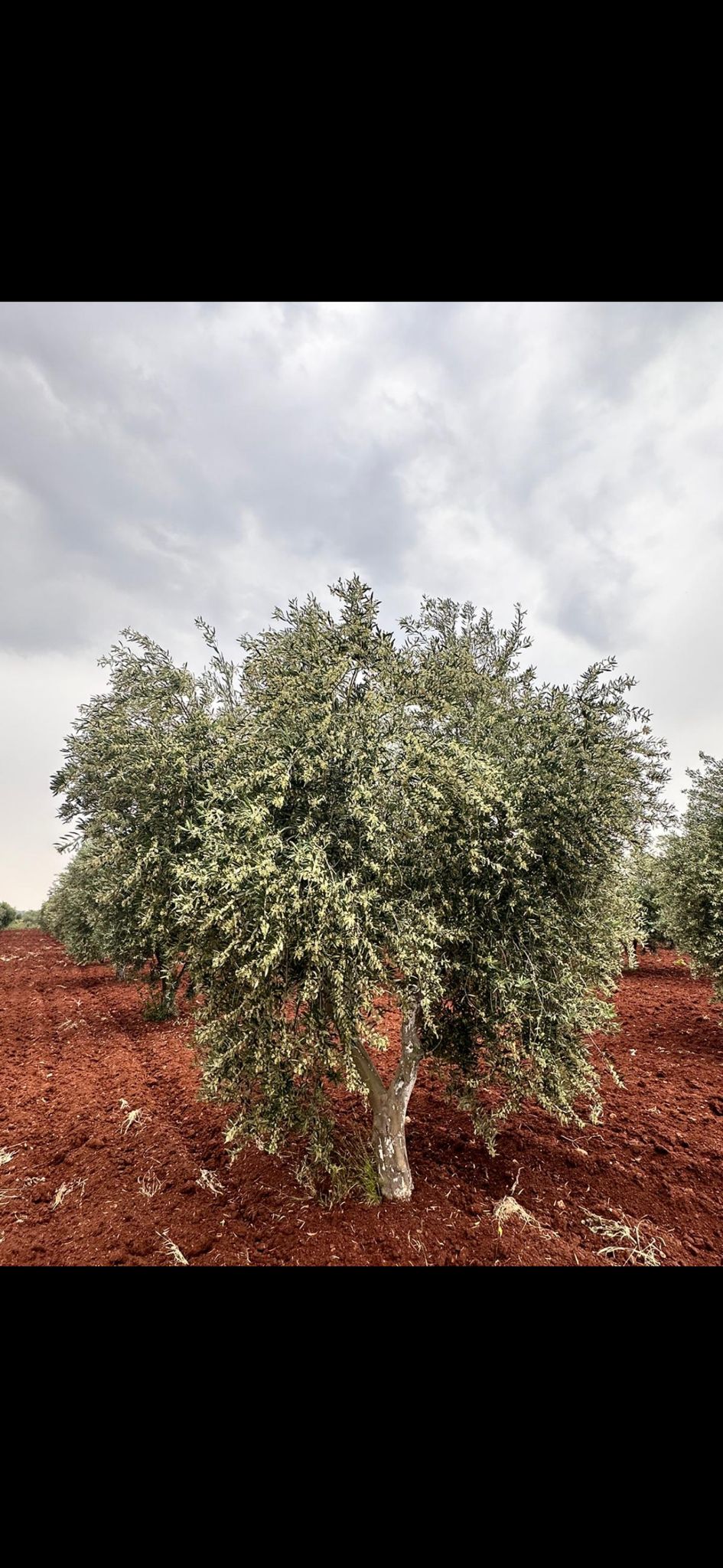 SATILIK 150 AĞAÇ ZEYTİNLİK  - KİLİS MERKEZ fotoğraf 10