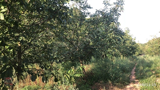 Uçar Emlak'tan Balıkesir/Gönen'de doğa ile iç içe 8.258 m2 Meyvalık