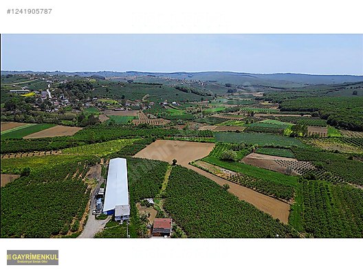 11.752 M² FIRSAT FINDIK BAHÇESİ SAKARYA KAYNARCA ZİAHMET MAH. - SAKARYA KAYNARCA fotoğraf 11