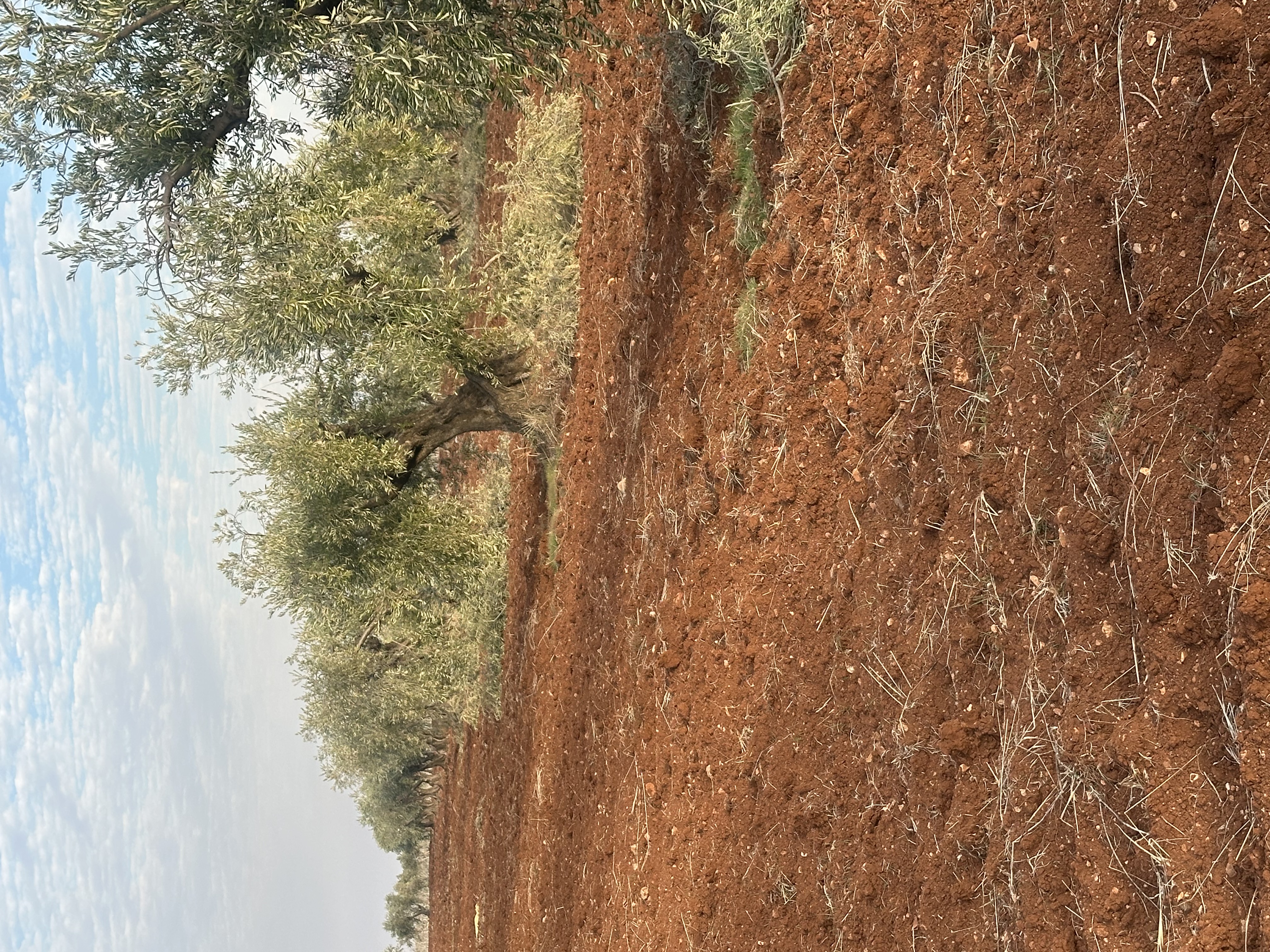 SATILIK ZEYTİNLİK  - KİLİS MERKEZ fotoğraf 3