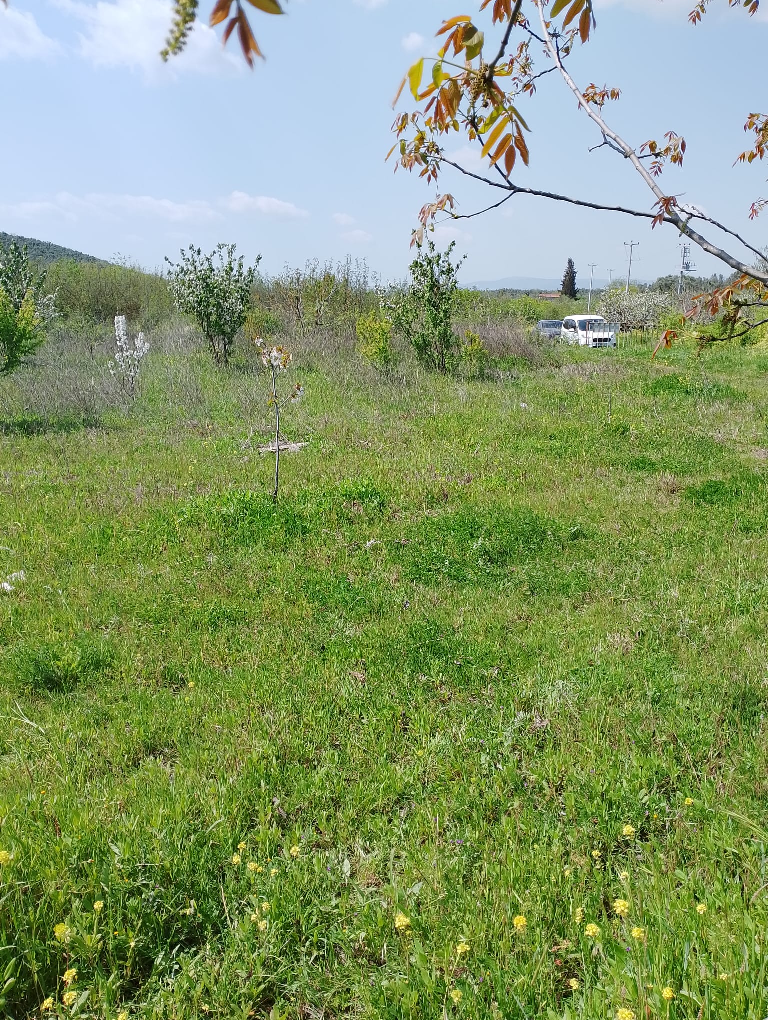 BURSA GEMLİK UMURBEY SATILIK TARLA 2114m² - BURSA GEMLİK fotoğraf 7