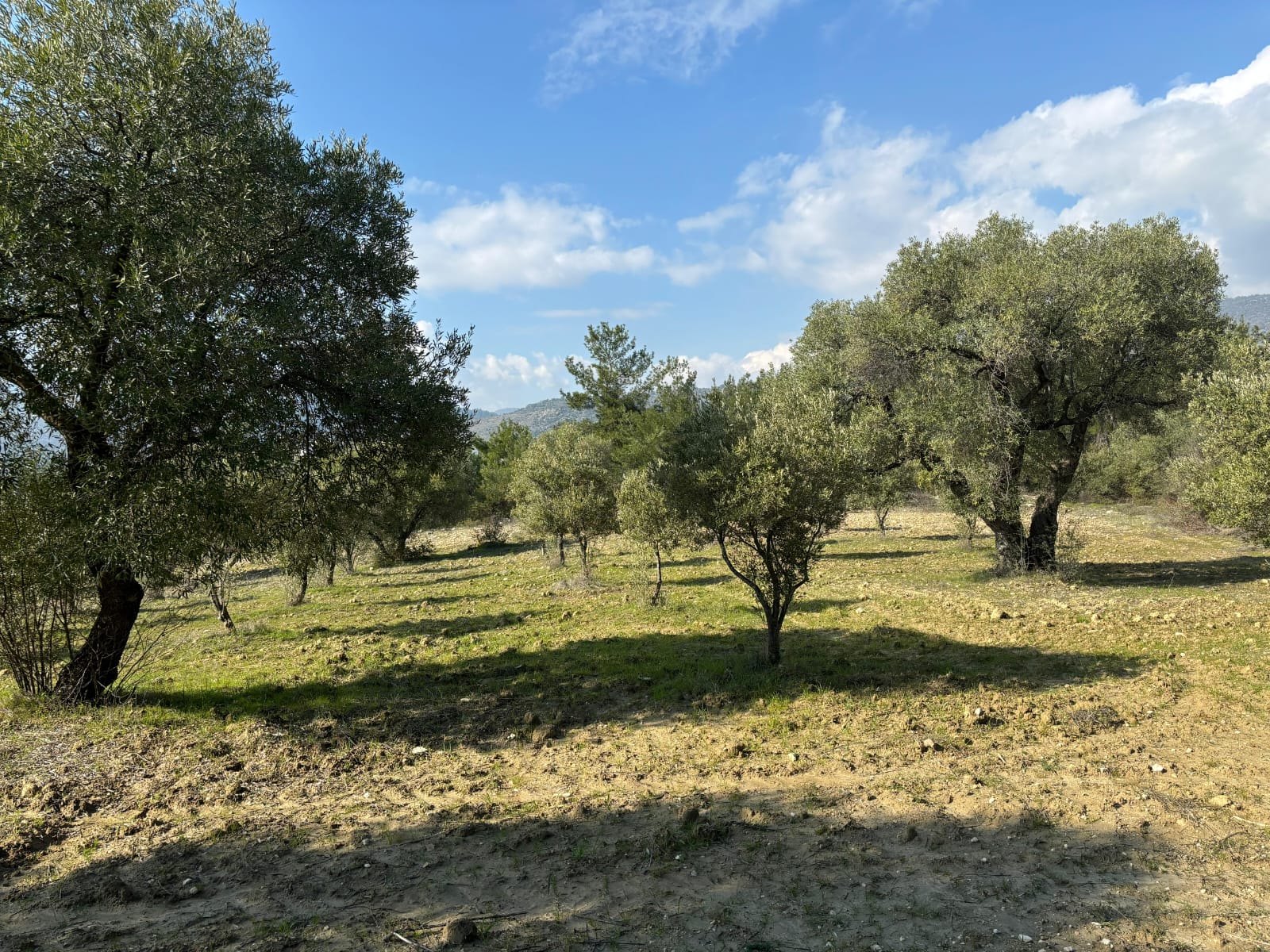 Manisa Şehzadeler Kale Mah. Satılık Zeytinli Tarla - MANİSA ŞEHZADELER fotoğraf 2