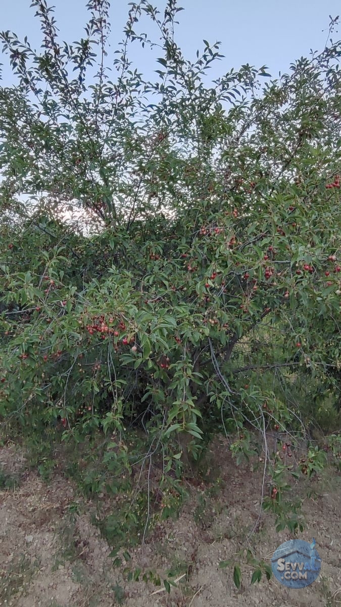 KÜTAHYA ŞAPHANE SUBAŞI'NDA SATILIK 2249m² BAHÇE - Kütahya Şaphane fotoğraf 34