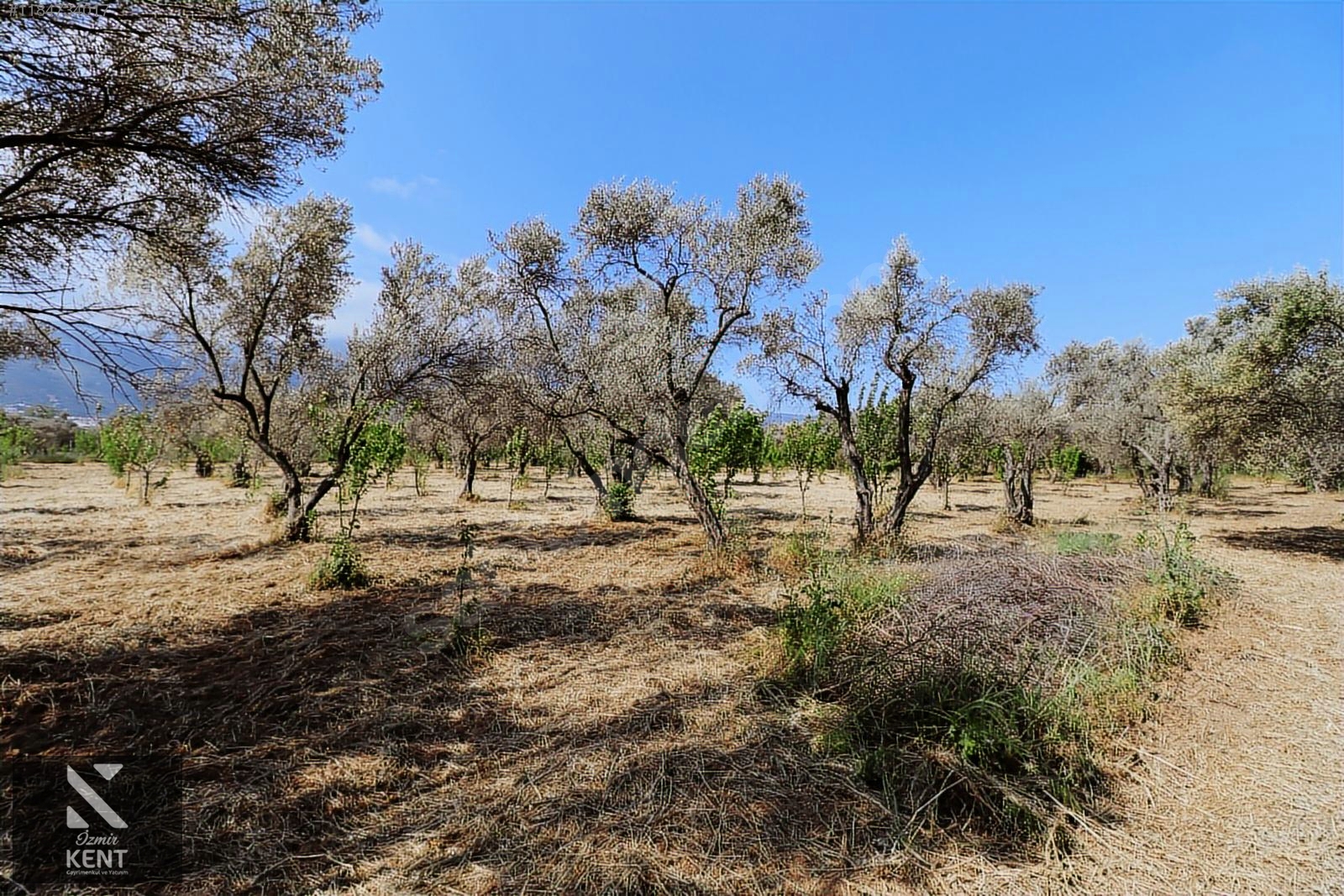 Kemalpaşa Sekiz Eylül Satılık 4.746 m2 Bahçe - İZMİR KEMALPAŞA fotoğraf 25