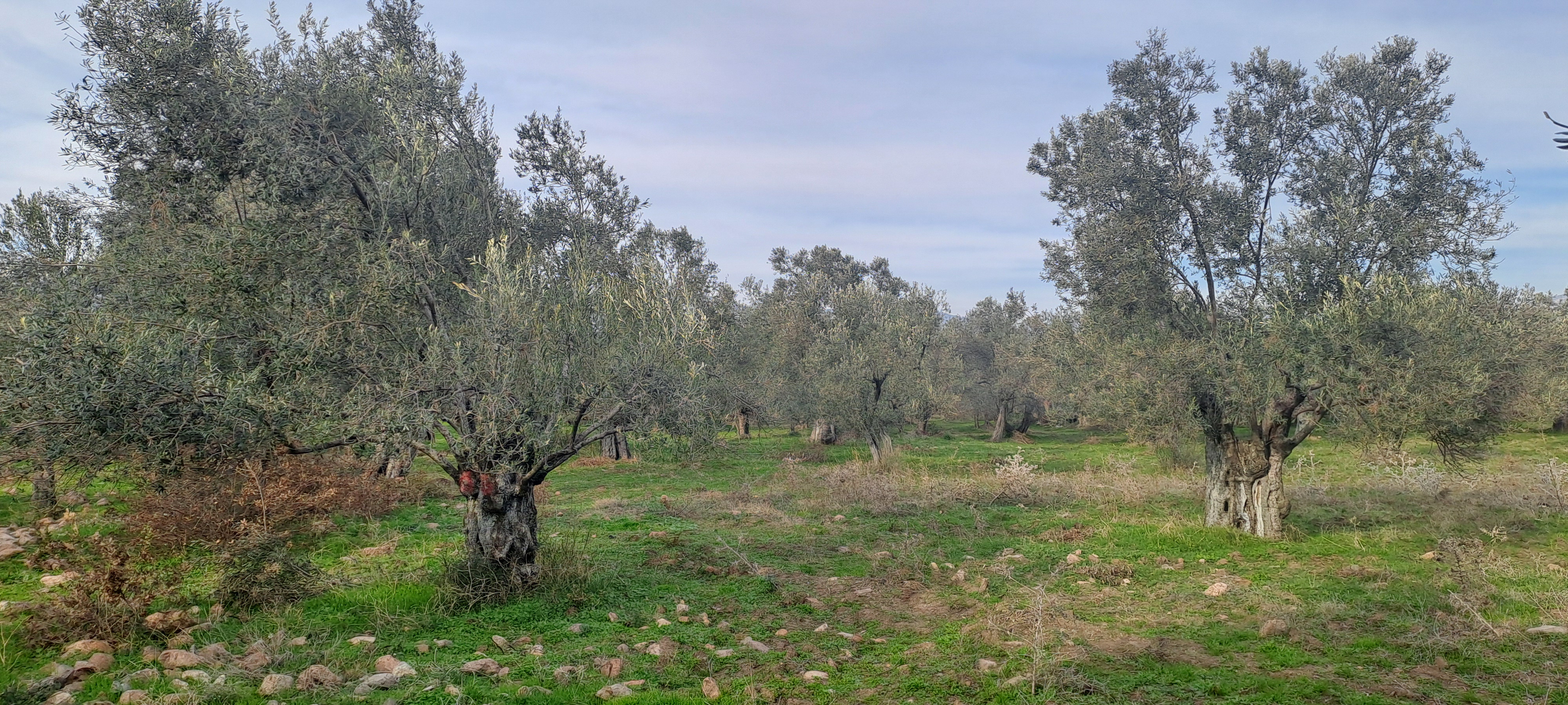 HAKANOĞLU GROUP'TAN MESCİT MAH.SATILIK ZEYTİNLİK - BALIKESİR HAVRAN fotoğraf 5