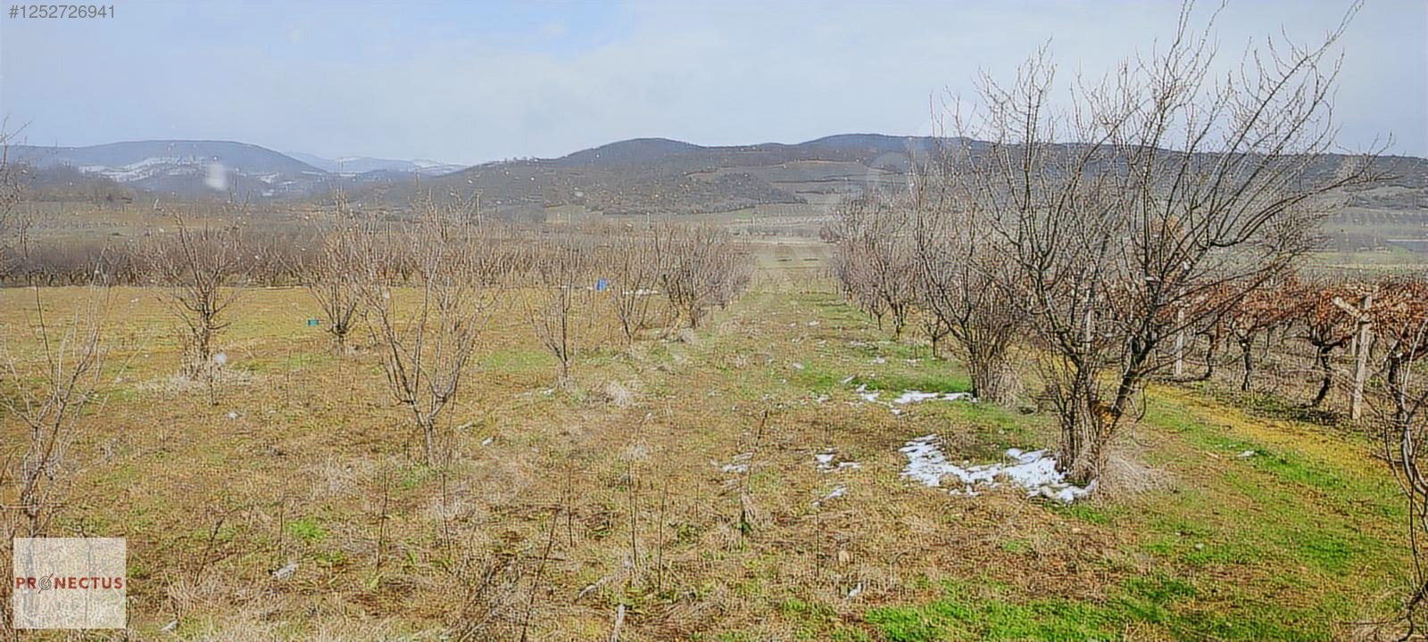 İZNİK MAHMUDİYE'DE RESMİ YOLA CEPHE SATILIK 1147M2 ERİK BAHÇESİ - BURSA İZNİK fotoğraf 4