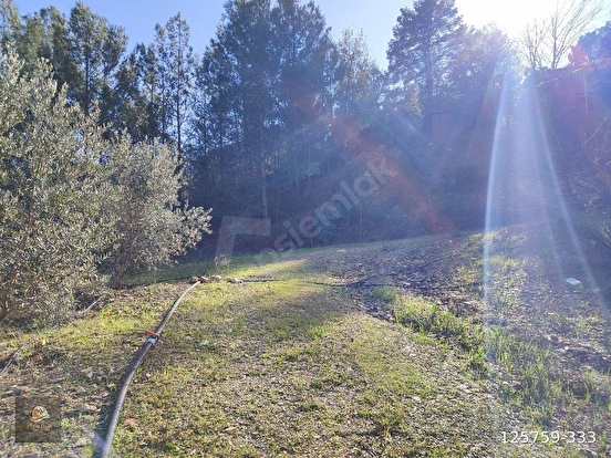 ANAMUR KORUCUKTA MÜSTAKİL SATILIK ZEYTİN VE AVOKADO BAHÇESİ - MERSİN ANAMUR fotoğraf 6