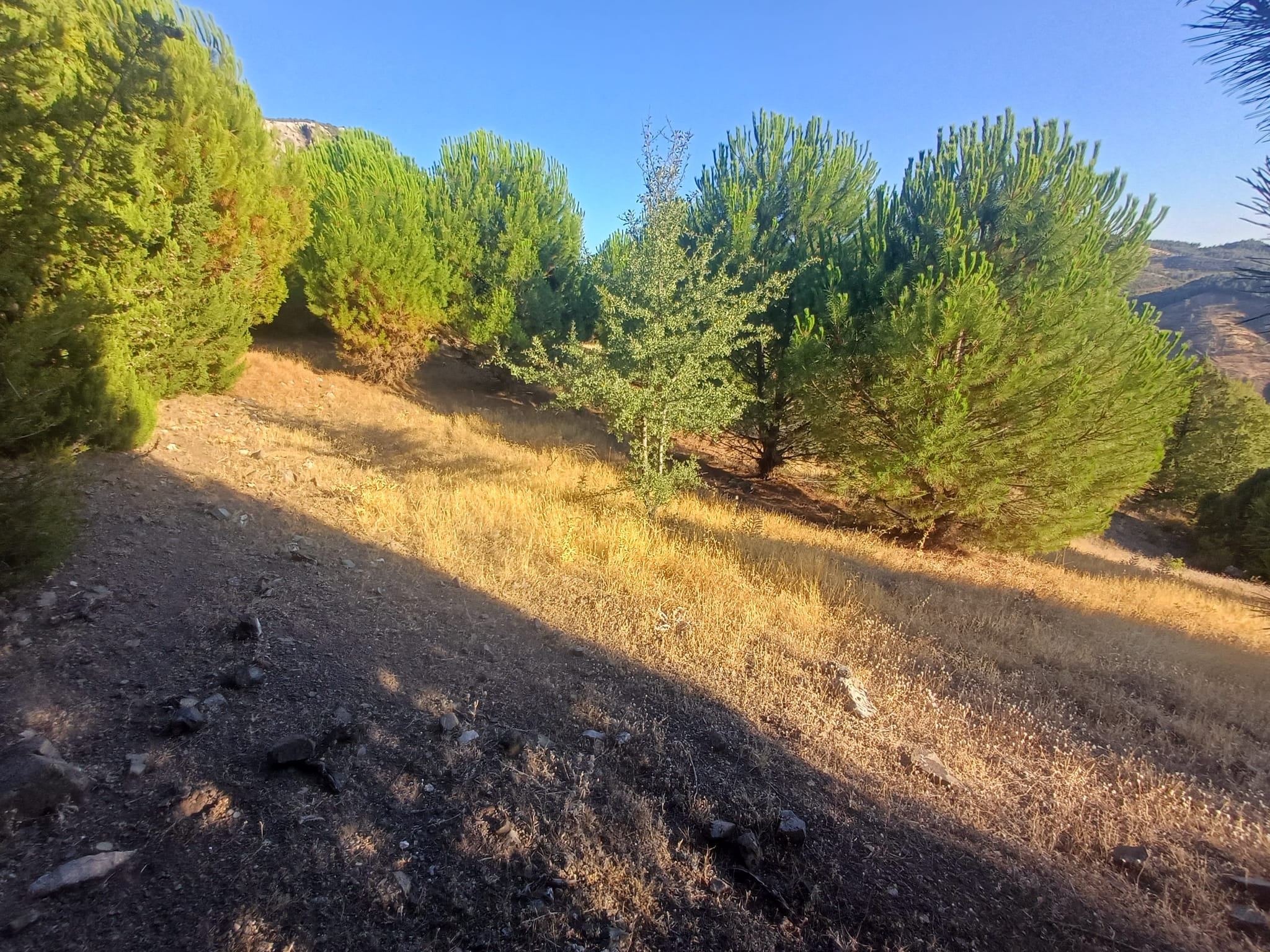 MANİSA AKHİSAR DOĞANKAYA   KÖYÜNDE  3.700 M²  TARLA  SATILIKTIR - MANİSA AKHİSAR fotoğraf 10