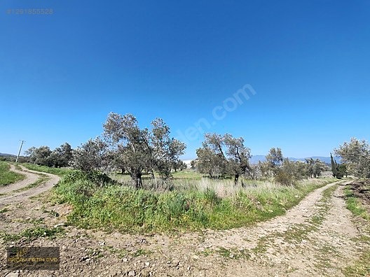 HAVRAN MESCİT MAHALLESİ OTOYOLA YAKIN 10 DÖNÜM SATIILIK ZEYTİNLİ - BALIKESİR HAVRAN fotoğraf 14