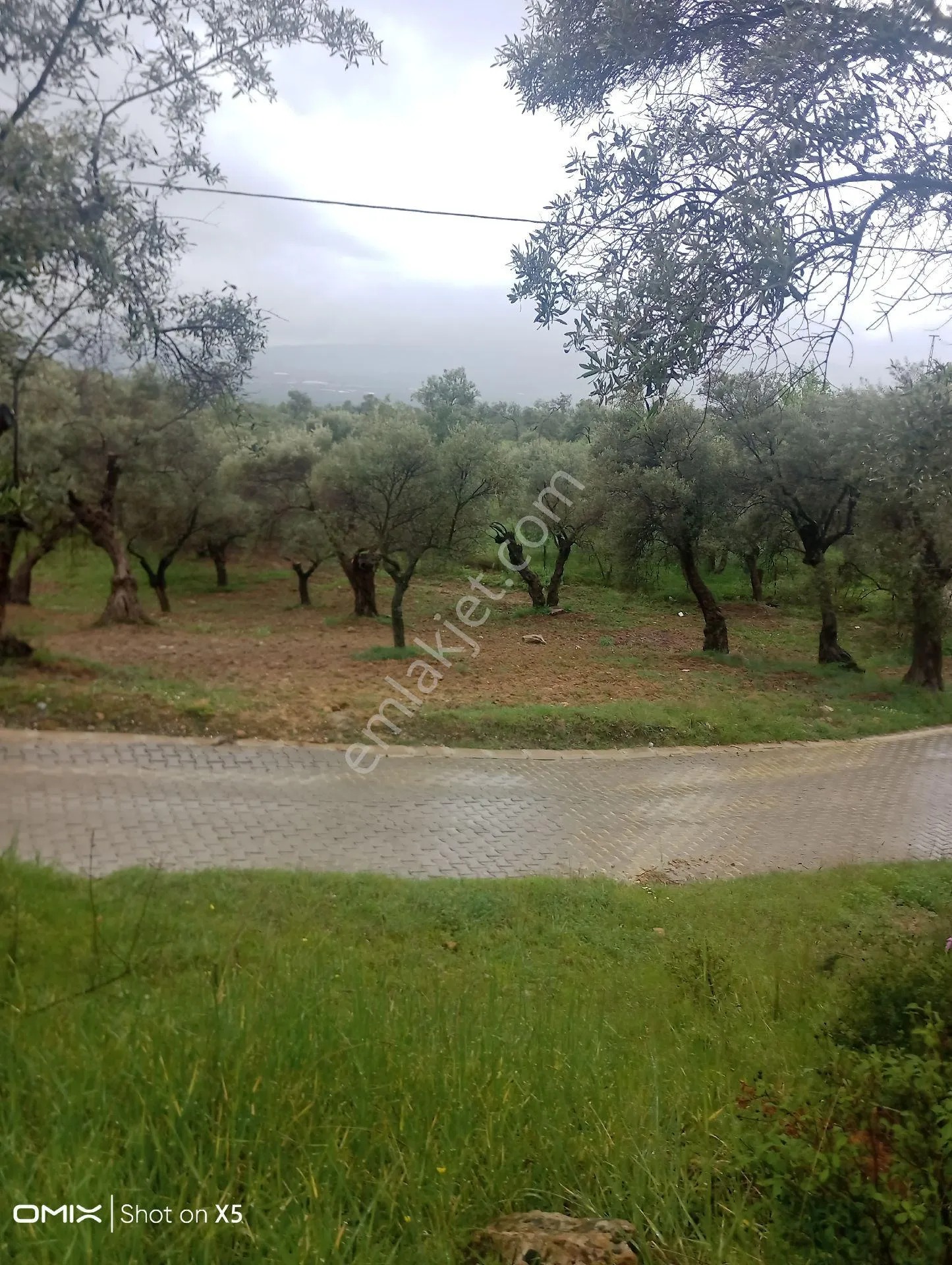 İzmir Torbalı Dirmil Köyünde Tek Tapu 700mt Zeytinlik Satılık - İZMİR TORBALI fotoğraf 3