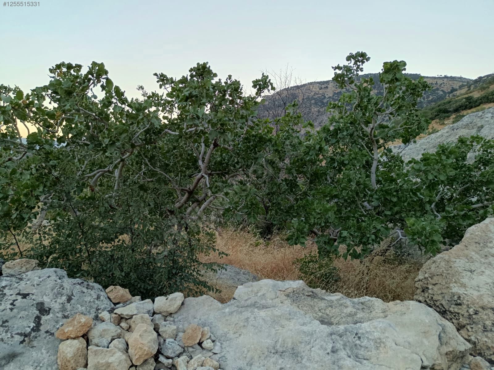    MERSİN MUT GEÇİMLİ KÖYÜ 6,866M² BAĞIMIZ SATILIKTIR.   - MERSİN MUT fotoğraf 11