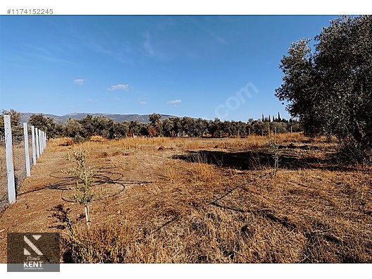 Kemalpaşa Sekiz Eylül Merkeze Yakın Satılık 3440 m2 Zeytinlik - İZMİR KEMALPAŞA fotoğraf 36