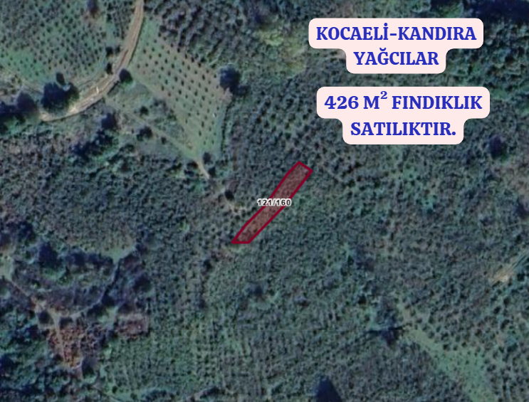 KOCAELİ KANDIRA YAĞCILAR  KÖYÜNDE 426  M² FINDIKLIK  SATILIKTIR - KOCAELİ KANDIRA fotoğraf 2