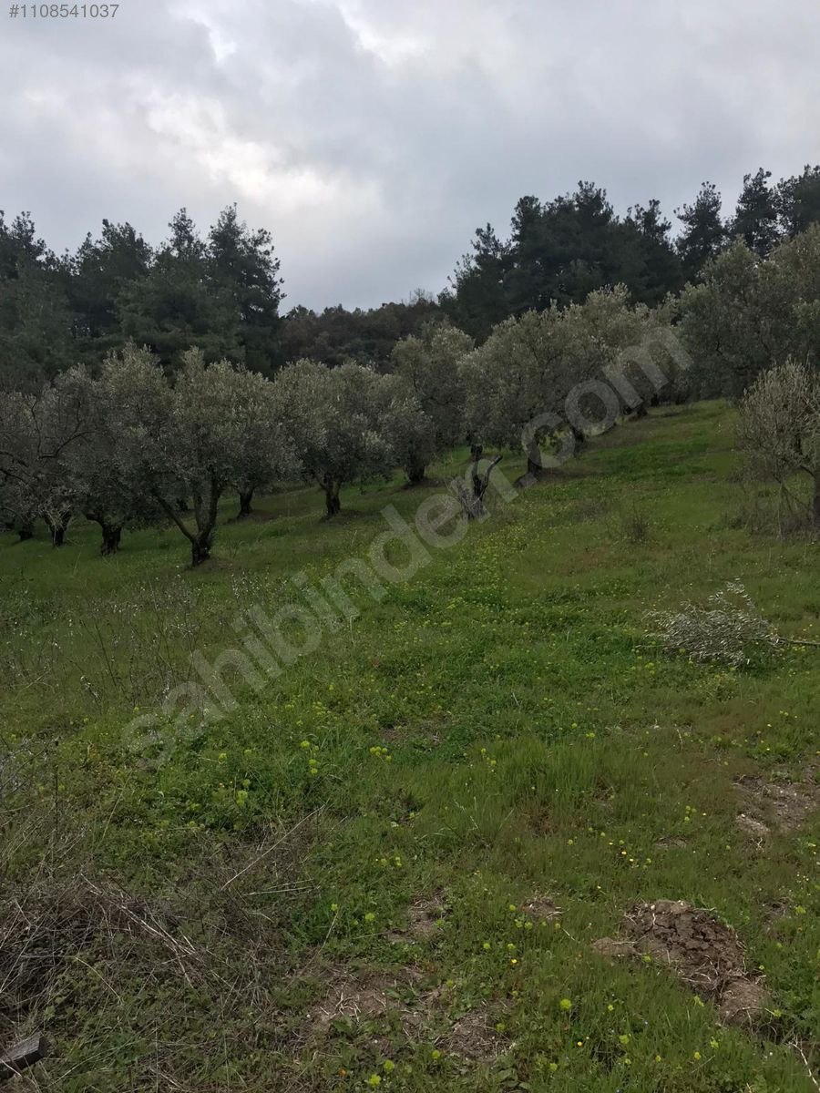 BURSA MUDANYA DEREKÖY  KÖYÜNDE 2.840 M²  ZEYTİNLİK SATILIKTIR - BURSA MUDANYA fotoğraf 6