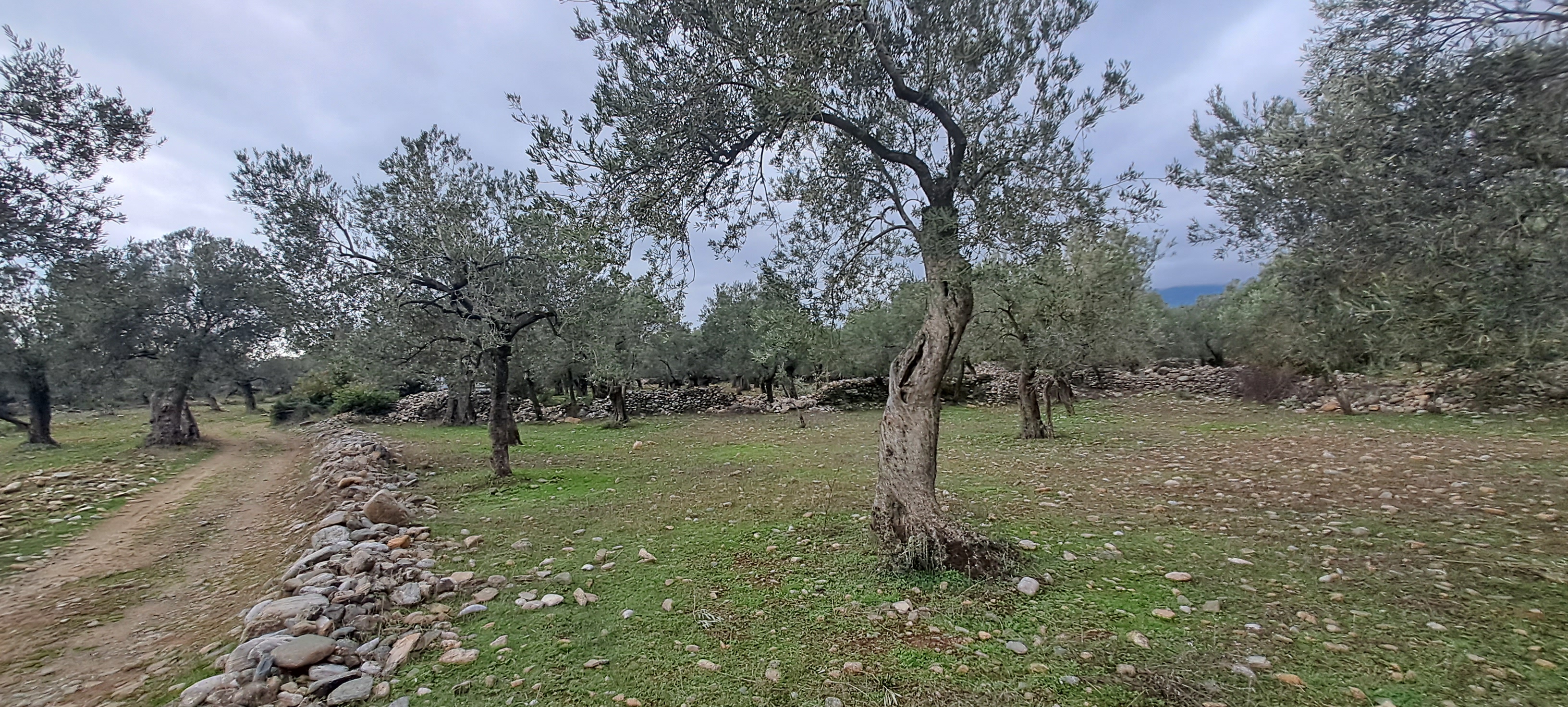 HAKANOĞLU GROUP'TAN EDREMİT ZEYTİNLİ MAH. SATILIK ZEYTİNLİK - BALIKESİR EDREMİT fotoğraf 12