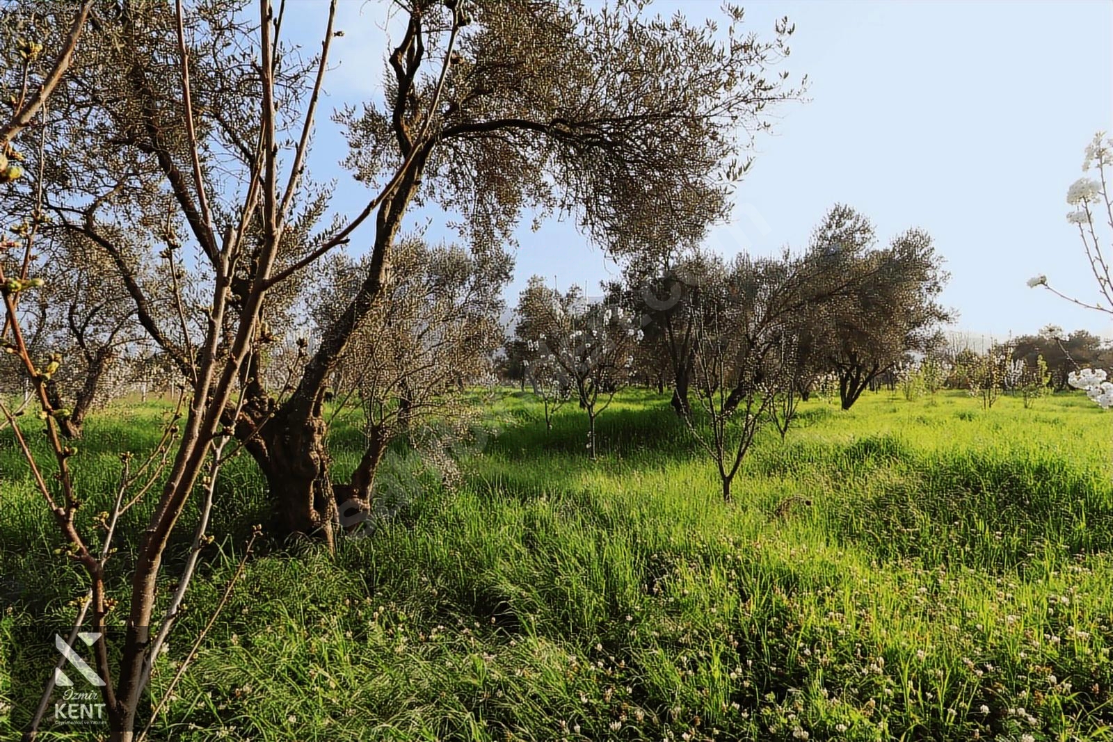 Kemalpaşa Sekiz Eylül Satılık 4.746 m2 Bahçe - İZMİR KEMALPAŞA fotoğraf 19