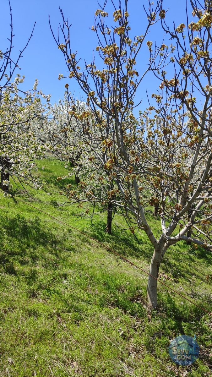 Satılık Meyve Bahçesi Kiraz, Ceviz, Vişne Ağaçlı, Yola Cepheli - Kütahya Şaphane fotoğraf 19