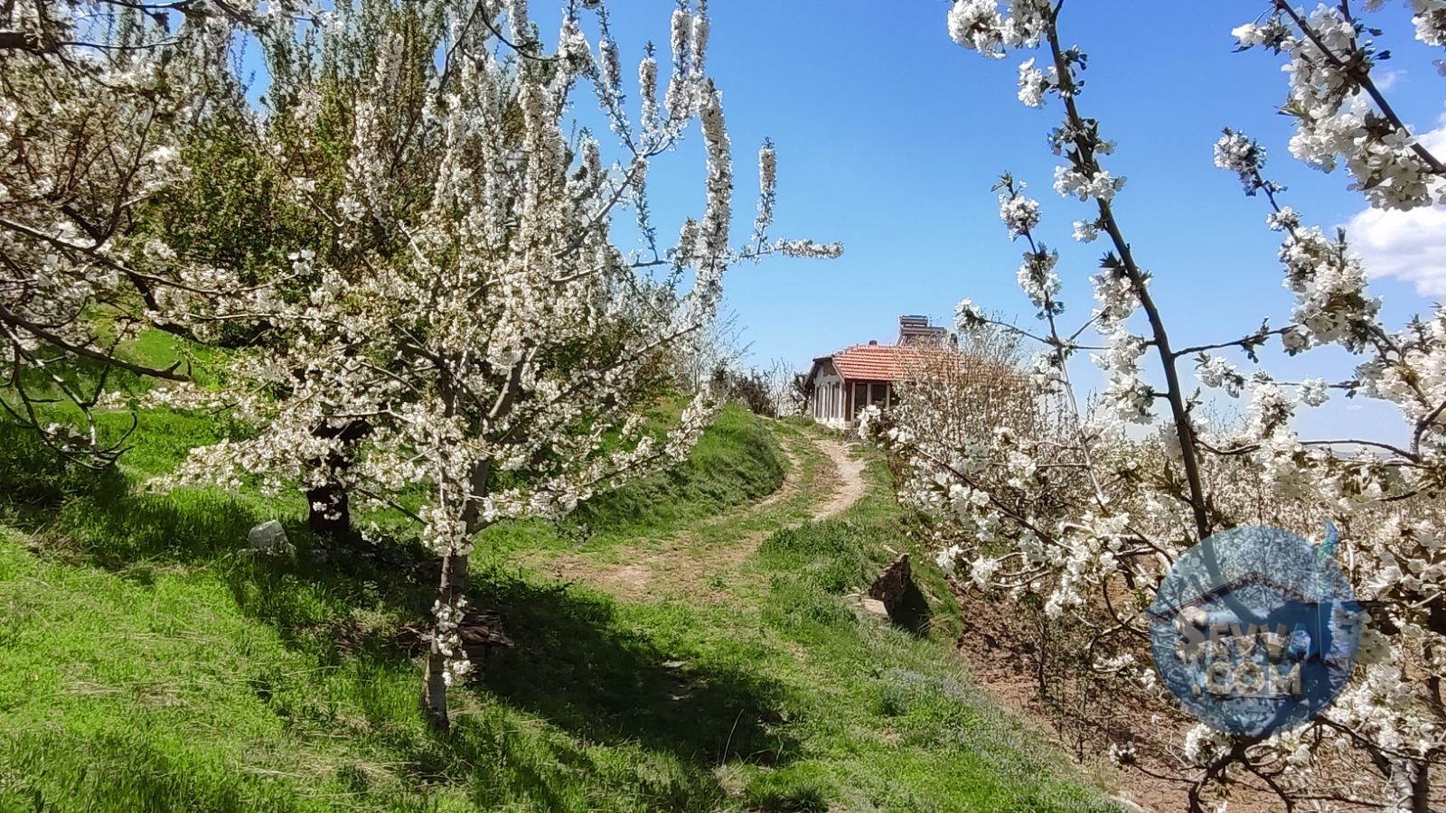Satılık Meyve Bahçesi Kiraz, Ceviz, Vişne Ağaçlı, Yola Cepheli - Kütahya Şaphane fotoğraf 14