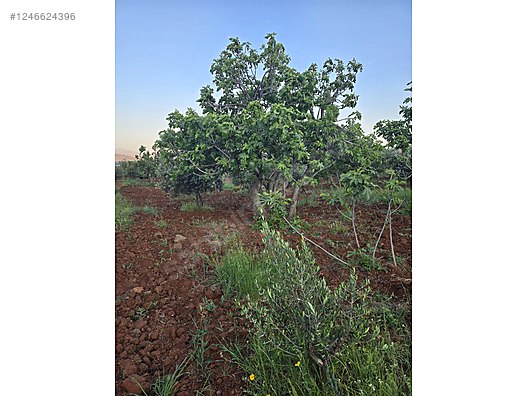Hatay Hassa Aktepe küreci Mahallesi'nde satılık arsa bağ tek kapı - HATAY HASSA fotoğraf 3