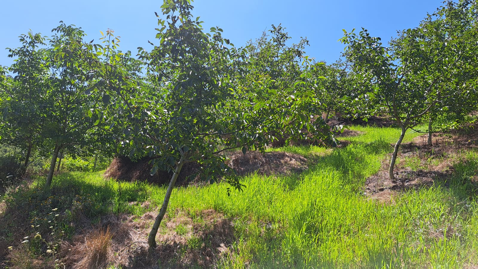 8400 M2 12 YAŞINDA CEVİZ BAHÇESİ - YALOVA ALTINOVA fotoğraf 14