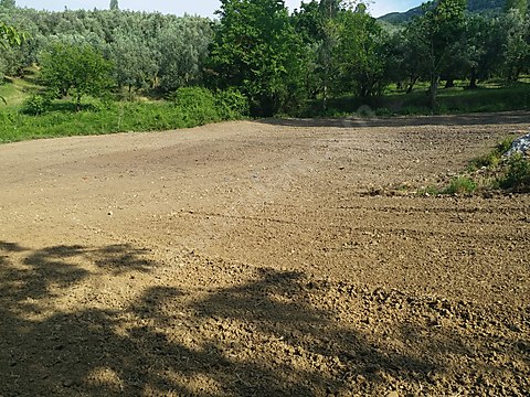 BURSA İZNİK MÜŞKÜLE  KÖYÜNDE 1.209 M² ZEYTİNLİK SATILIKTIR - BURSA İZNİK fotoğraf 13